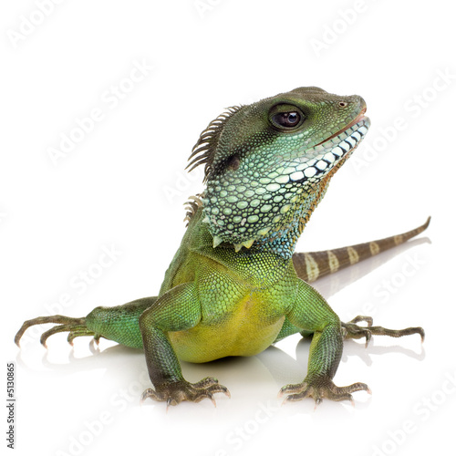 Photo: Indian Water Dragon - Physignathus cocincinus Indian Water Dragon - Physignathus cocincinus