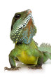 Indian Water Dragon - Physignathus cocincinus