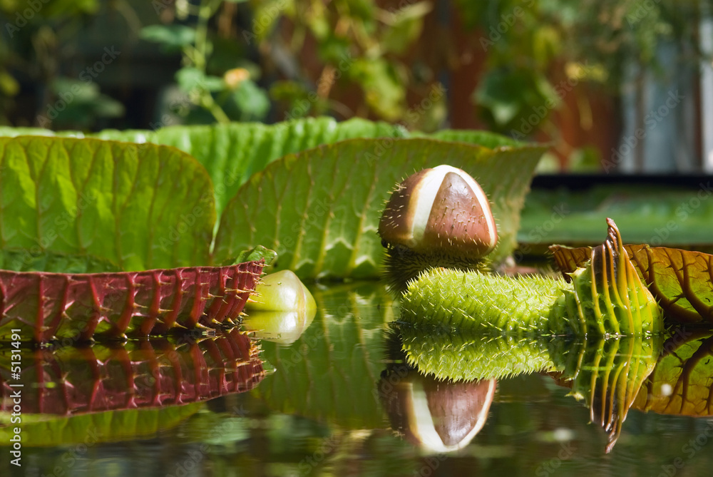 Giant Water lily