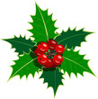 Sprig of European holly 