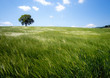 beautiful landscape