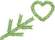 fir tree branch