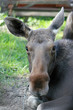 Female elk portrait