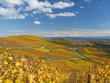 Vineyards in Alsace