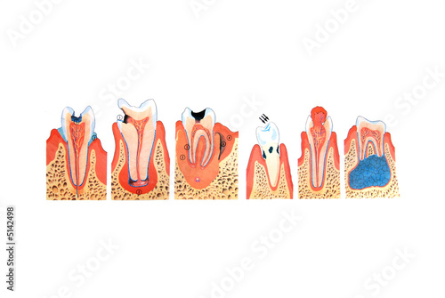 teeth illustration