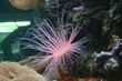 Anemone unterwasser