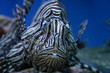 Rotfeuerfisch