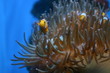 Clownsfisch in Anemone