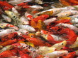 Excited goldfish