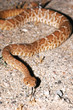 Red Diamond Rattlesnake