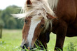 Pferd