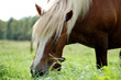 Pferd