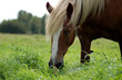 Pferd