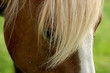 Pferd