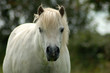 Pferd