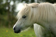 pony
