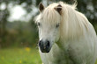Pferd