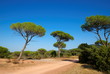 Pins parasol en Provence Pins parasol en Provence