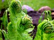 abstract view of ostrich fern