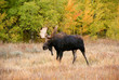 Moose, walking through autumn meadow Moose, walking through autumn meadow