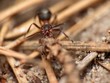 ant