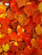 Red Leaves