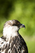 Greifvögel