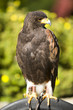 Greifvögel