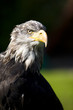 Greifvögel
