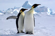 Mais où est le pôle sud ?   (Manchots Empereurs/Antarctique)
