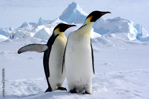 Photo: Mais où est le pôle sud ? (Manchots Empereurs/Antarctique) Mais où est le pôle sud ? (Manchots Empereurs/Antarctique)