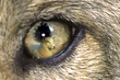 LOUVETEAU     LOUP GRIS EUROPEEN   ( CANIS LUPUS ) .