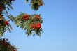 ashberry