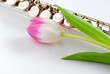 pink tulip