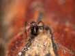 ant