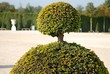 plantes du chateau de Versailles