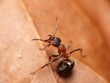 ant