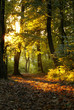 Mysterious forest