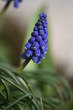 muscari en grappe - muscari neglectum
