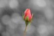 BOUTON D'ESPOIRE