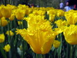 Yellow parrot tulips