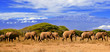 Photo: Kilimanjaro With Elephants Kilimanjaro With Elephants