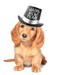 Happy New Year puppy! Happy New Year puppy!