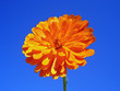 Gerbena