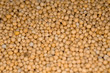 senfkörner