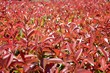 redplant