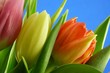 lots of tulips