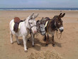 Donkey rides