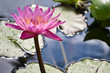Pink Lotus waterlily - Backlit