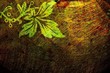 Grunge background with leaf Grunge background with leaf